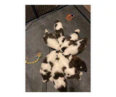 4 boy and 2 girl Saint Bernard puppies - 4