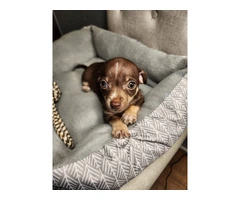 2 month old Chihuahuas - 7