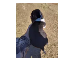 2 full blooded short leg beagle puppies - 2