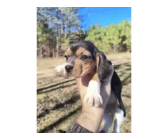 2 full blooded short leg beagle puppies - 4
