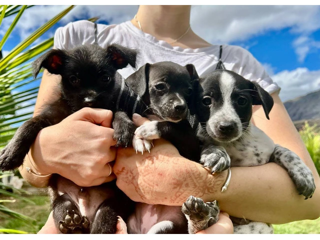 3 Jack Russell Chihuahua puppies - 1/13