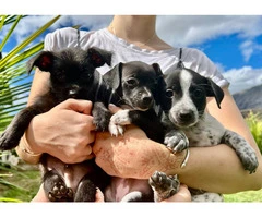3 Jack Russell Chihuahua puppies