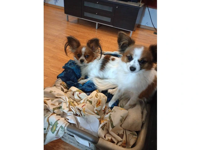 Beautiful Papillon puppies for sale - 1/6