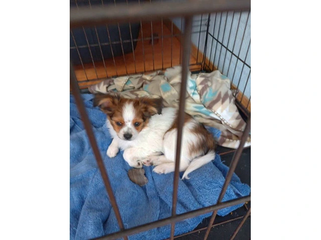 Beautiful Papillon puppies for sale - 2/6