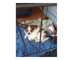 Beautiful Papillon puppies for sale - 2