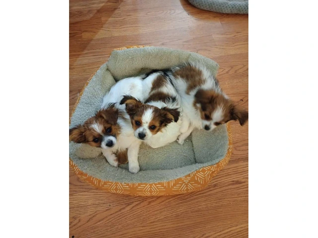 Beautiful Papillon puppies for sale - 3/6