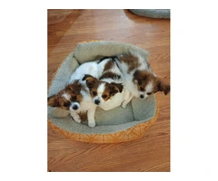 Beautiful Papillon puppies for sale - 3