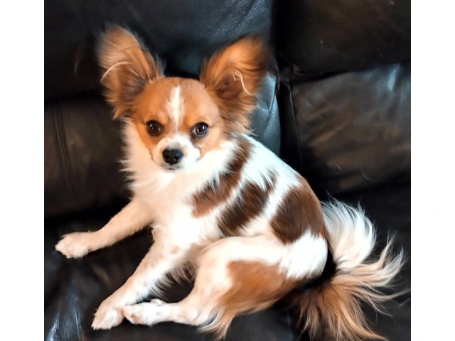 Beautiful Papillon puppies for sale - 5/6