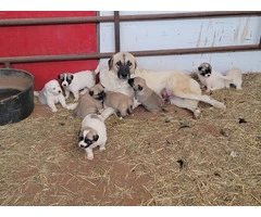 9 Anatolian/Great Pyrenees puppies available