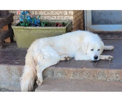 9 Anatolian/Great Pyrenees puppies available - 2