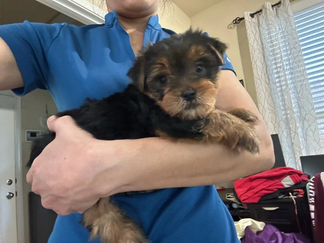 Teacup Yorkie male puppies for sale - 1/3