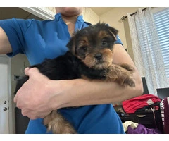 Teacup Yorkie male puppies for sale