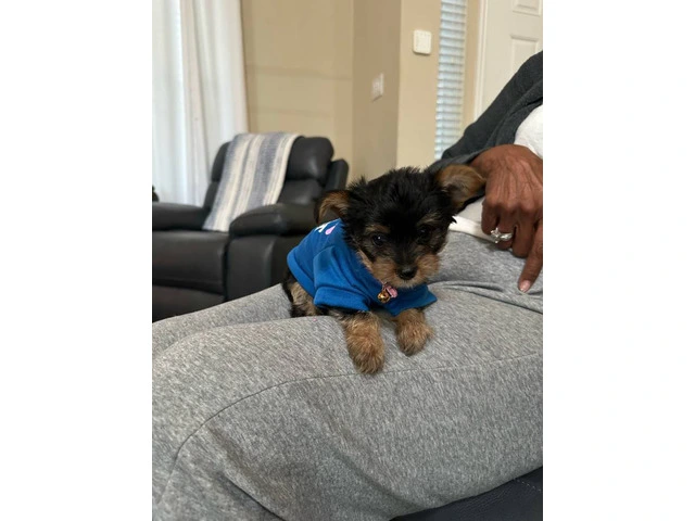Teacup Yorkie male puppies for sale - 3/3