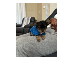 Teacup Yorkie male puppies for sale - 3