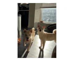 ACA registered Shiba Inu puppies - 4