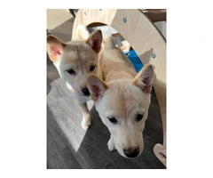 ACA registered Shiba Inu puppies - 5