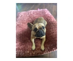 Male French Bulldog for sale - 2