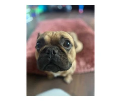 Male French Bulldog for sale - 3
