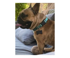 Male French Bulldog for sale - 5