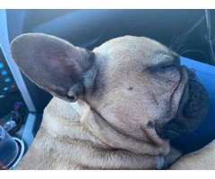 Male French Bulldog for sale - 7