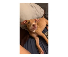 Adopt Zoey: Playful Pitbull Needs A Loving Home - 2