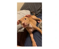 Adopt Zoey: Playful Pitbull Needs A Loving Home - 3