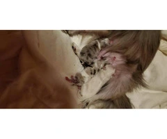 3 cute and healthy Pomeranian babies - 5