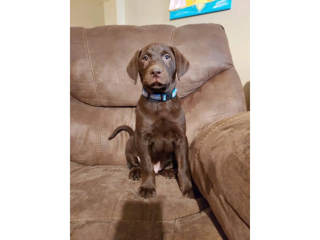 Chocolate and Yellow Lab puppies - 3/3