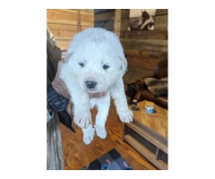 9 Great Pyrenees puppies for adoption