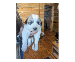 9 Great Pyrenees puppies for adoption - 2