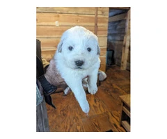 9 Great Pyrenees puppies for adoption - 3
