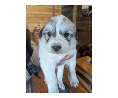 9 Great Pyrenees puppies for adoption - 4