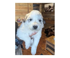 9 Great Pyrenees puppies for adoption - 5