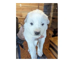 9 Great Pyrenees puppies for adoption - 6