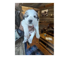 9 Great Pyrenees puppies for adoption - 8