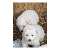 9 Great Pyrenees puppies for adoption - 9