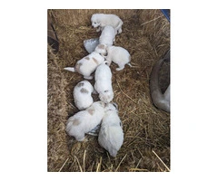 9 Great Pyrenees puppies for adoption - 10