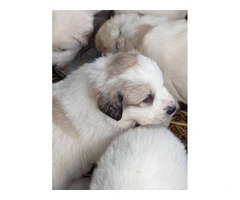 9 Great Pyrenees puppies for adoption - 11