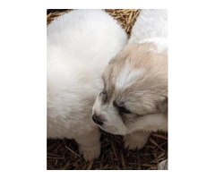 9 Great Pyrenees puppies for adoption - 12