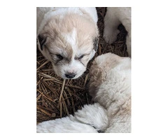 9 Great Pyrenees puppies for adoption - 13