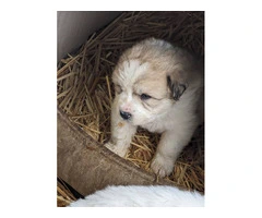 9 Great Pyrenees puppies for adoption - 14
