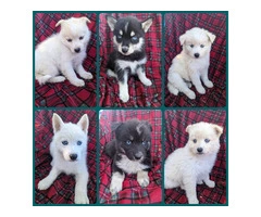 Beautiful blue eyed Pomsky pups