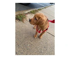 Male Labrador puppy with supplies - 2