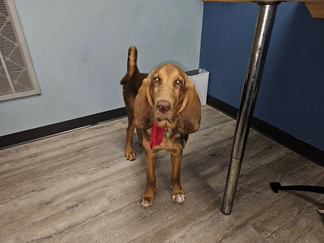 Purebred Bloodhound puppy looking for loving home - 1/7