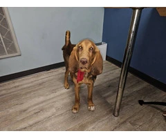 Purebred Bloodhound puppy looking for loving home