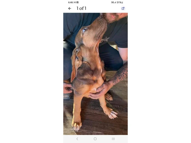 Purebred Bloodhound puppy looking for loving home - 6/7