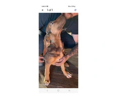 Purebred Bloodhound puppy looking for loving home - 6