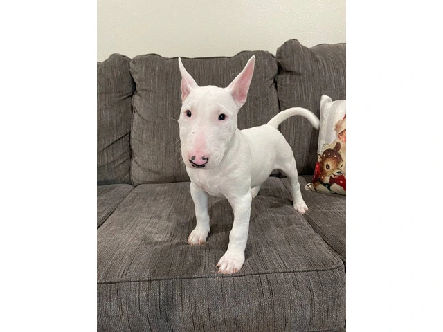 2 Christmas Bull Terrier puppies for sale - 1/4