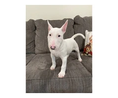 2 Christmas Bull Terrier puppies for sale