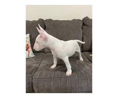 2 Christmas Bull Terrier puppies for sale - 2